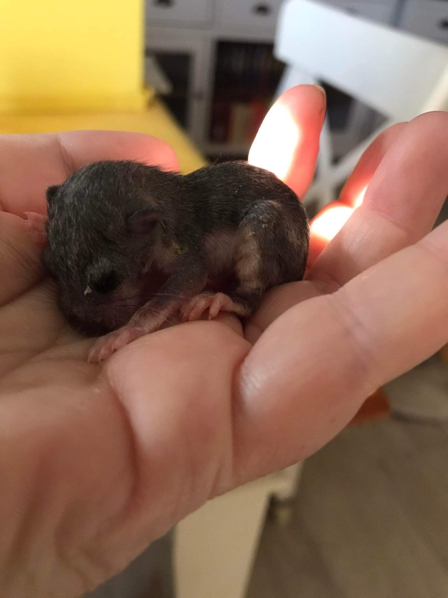 Erstes Siebenschläferbaby der Saison auf unserer Pflegestelle eingetroffen