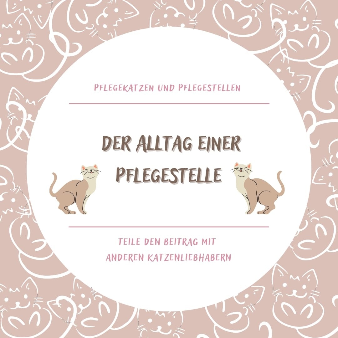 Der Alltag einer Pflegestelle Teil 2