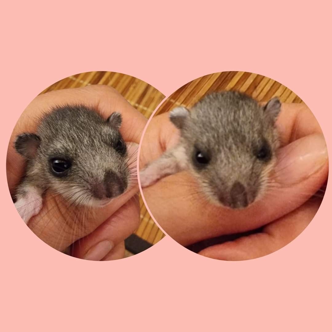 Zwei weitere Siebenschläferbabys gefunden worden