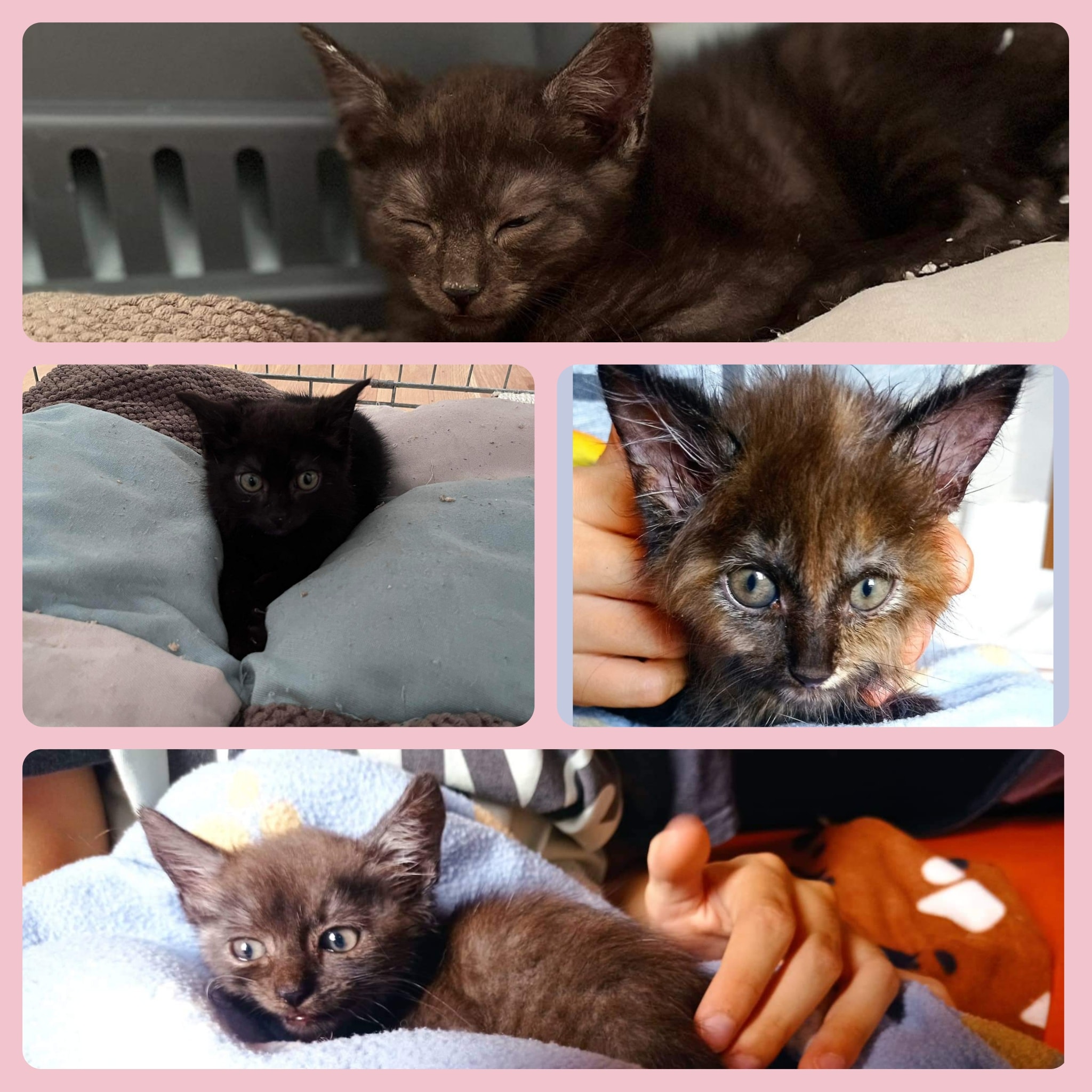 Alle Geschwister nun in unserer Obhut