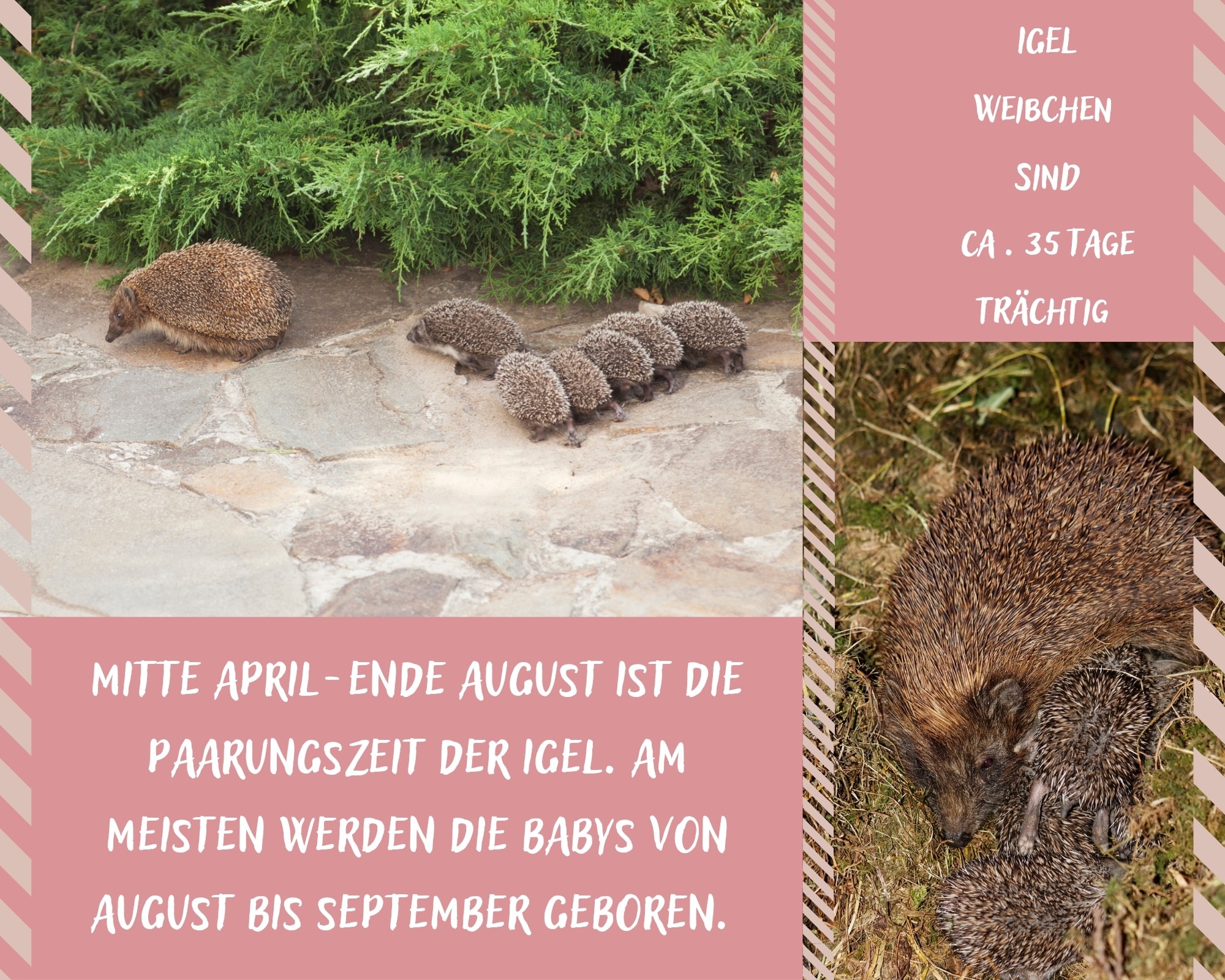 Bitte gebt Acht auf die Igel