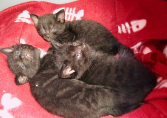 Drei Kitten auf Pflegestelle gezogen – Milchpaten gesucht