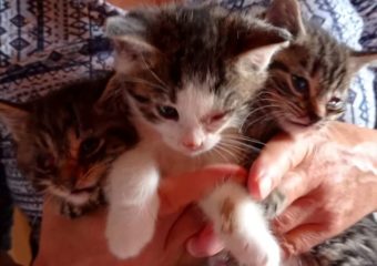 Drei kranke Kitten auf Pflegestelle eingezogen – sie suchen noch Unterstützung