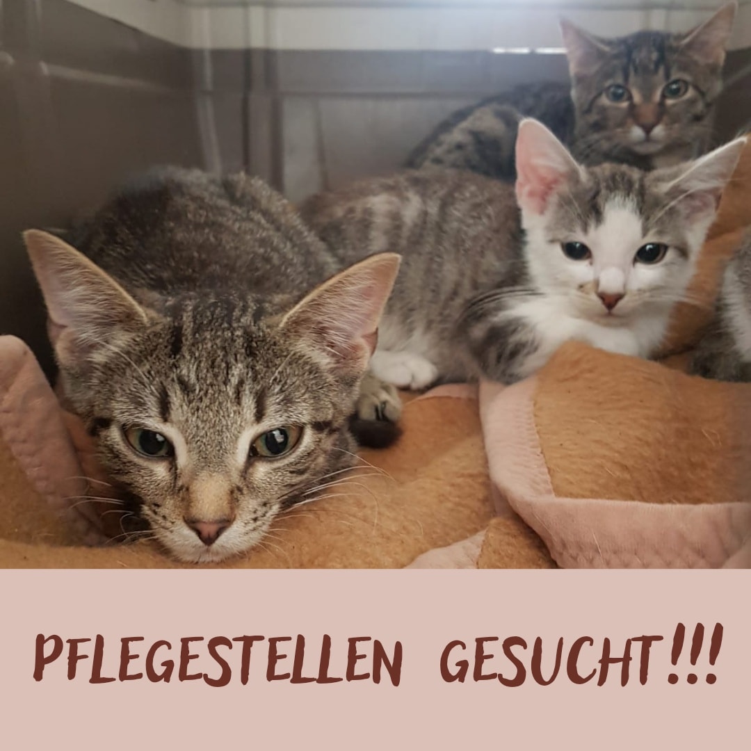 Pflegestelle für 4 Kitten dringend gesucht