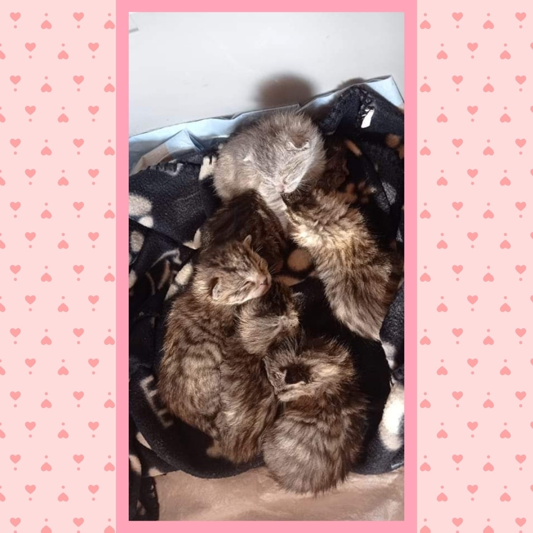 Wieder Kitten auf Pflegestelle gezogen – wir suchen Milchpaten