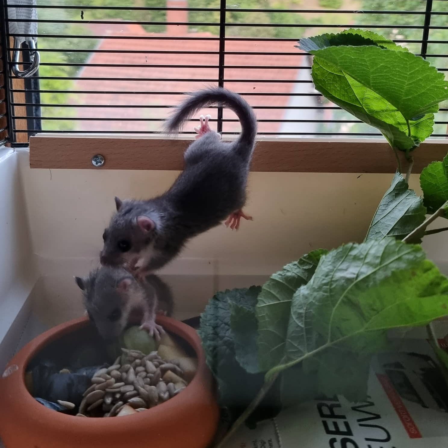 Alle 3 Siebenschläferbabys nun vereint