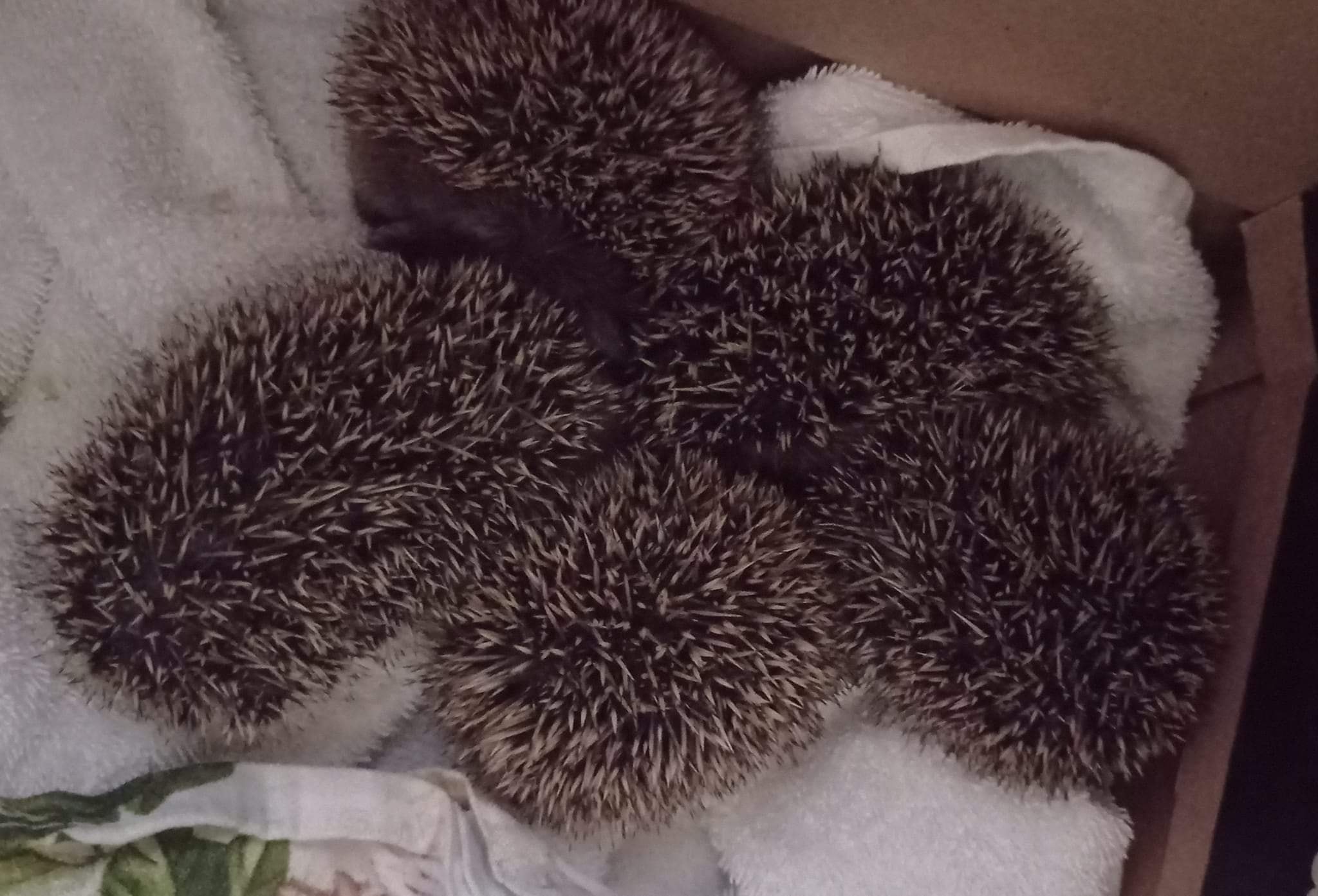 Futterpaten für die 5 Igelbabys gesucht