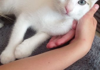 -vermittelt- Gino (*geb.04/23) Katerchen mit Hairstylisten-Fähigkeiten sucht Models zum Frisieren und Liebhaben: