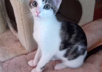 -vermittelt- Gladys (*04/23) – verschmuste Prinzessin sucht ihr Königreich für immer: