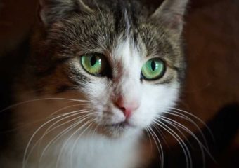 -vermittelt- Alma (*geb. 2020) Zauberhafte Schmusemaus sucht kuscheliges Heim