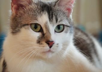 -vermittelt- Lisa (*geb. 2021) verschmuste, kinderliebe Maus sucht ihr für immer Zuhause