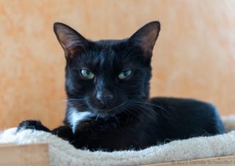 -vermittelt- Zara (*geb. 08/22) einfach zum verlieben