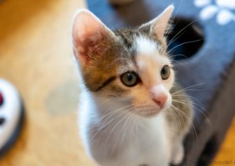 -vermittelt- Gary (*geb.04/23) Flauschiges Katerchen würde so gerne ausziehen und im neuen Heim bleiben: