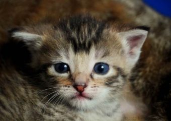 -vermittelt- Melissa & Vincent (geb. 04/23) – goldiges Geschwisterpaar sucht ein Zuhause