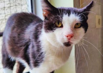 -vermittlet- Leukosekater Dimitri (5-8 Jahre alt, Felv positiv) Schmusemieze sucht
