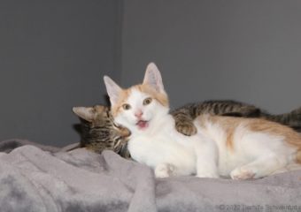 -vermittelt- Fiorello und Oakley (*geb. 04/23)- Traumduo mit dem Potenzial zu den besten Familien- und Anfängerkitten!