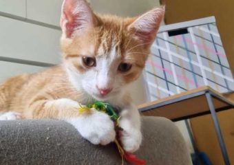 -vermittelt- Mushu (*geb. 04/23) kleiner Wirbelwind auf der Suche nach neuer Rennbahn