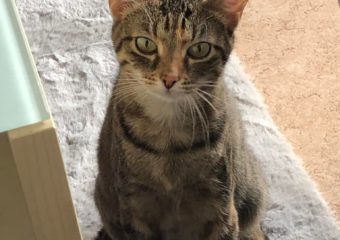 -vermittelt- Tamari (*geb. 2021) – liebe Schmusemaus sucht Freigänger zuhause!