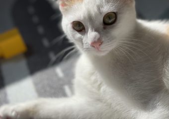 Malu in Bergrheinfeld vermisst