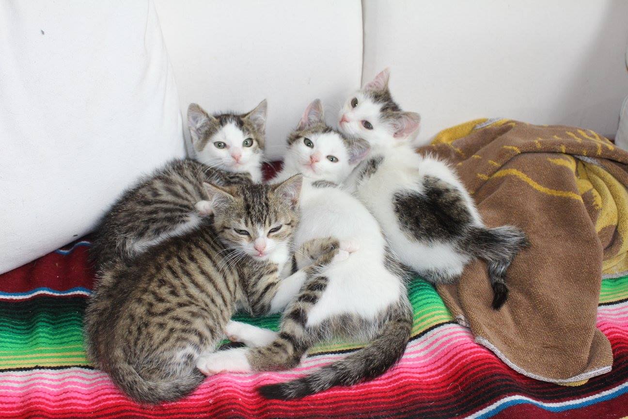 -vermittelt- Speedy und Crunchy (geb. 04/15) – Katerjungs suchen Familie