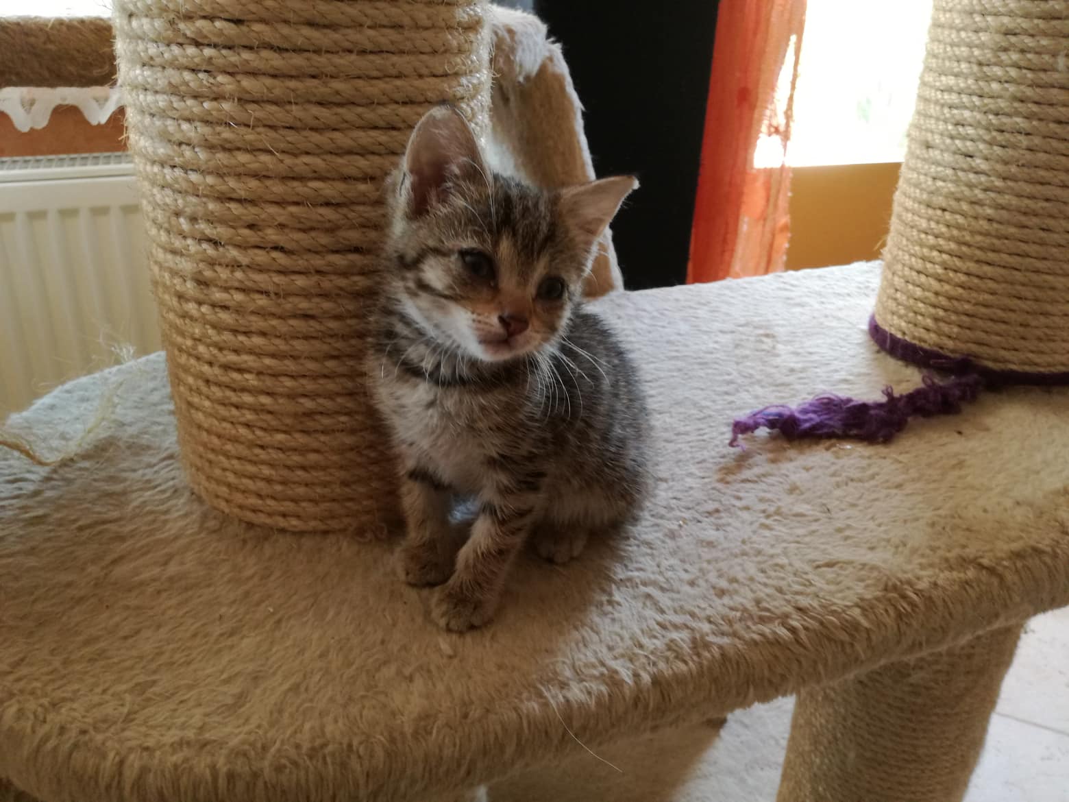 Petronella – kleines Schnupfenkätzchen zu uns auf Pflegestelle gezogen