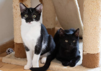 -vermittelt- Libby und Ida (*geb. 06/2023) – Suchen neue Rennbahn