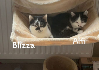 -vermittelt- Alfi und Blizza (*geb. 05/2023) – Geschwisterpärchen mit wunderschönen Muster-Gesichterchen suchen ihr Kuschelzuhause für immer