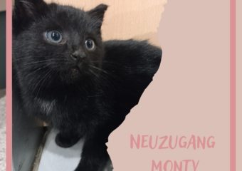 Neuzugang Monty