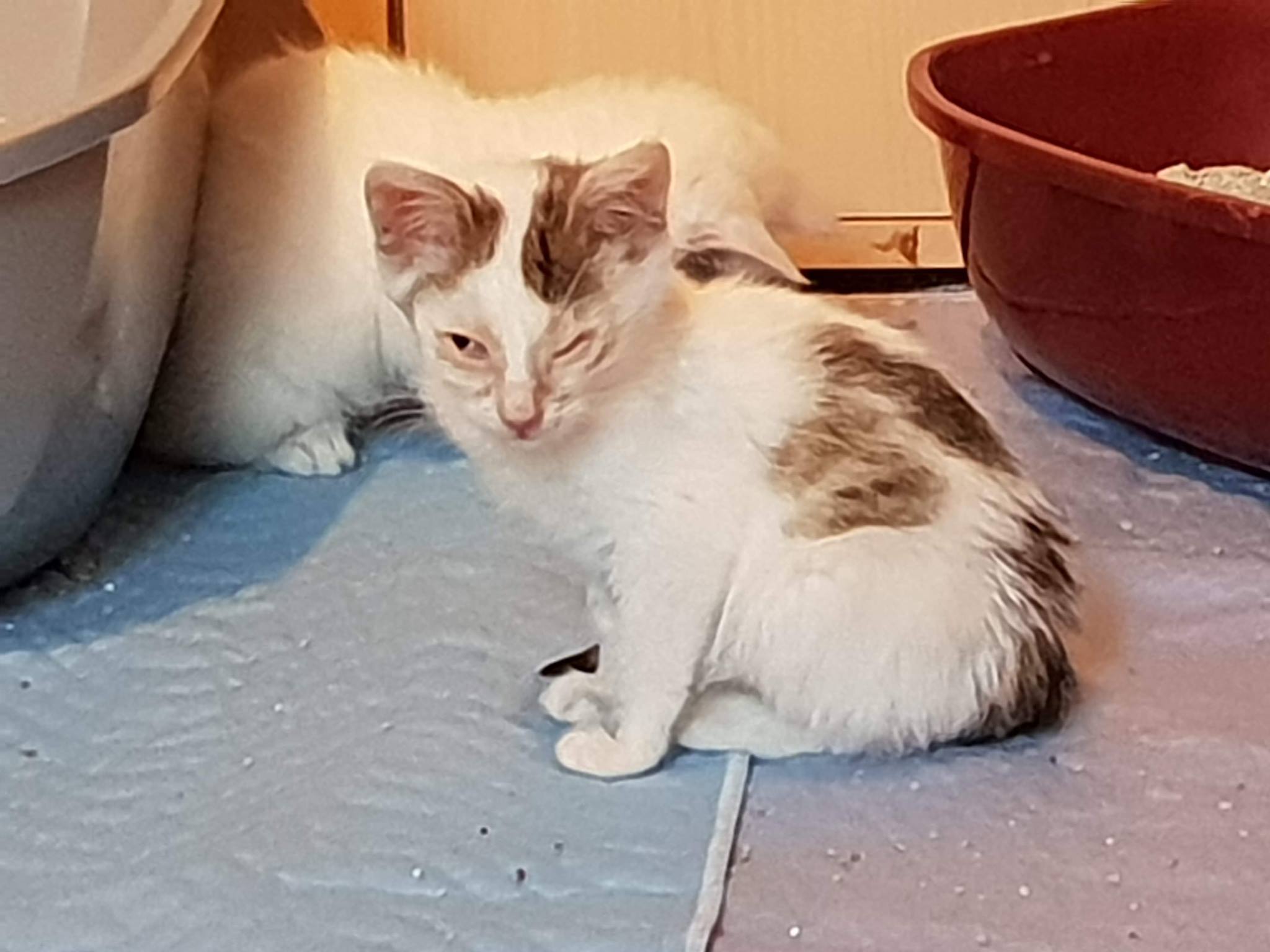 Und noch mehr Schnupfenkätzchen :-(