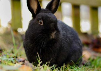Zwergkaninchen Joe (geb. 2023) – klein, süß & schnell -vermittelt-