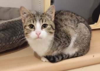 -vermittelt- Berlioz (geb. 09/2023) – Schmusebacke sucht Für-Immer-Zuhause