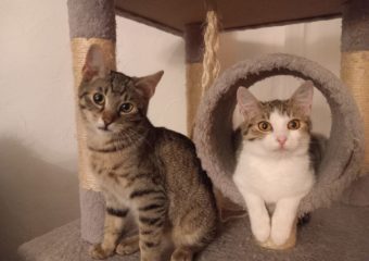 -vermittelt- Berry und Bellatrix (geb. 09/23) möchten mit Gerüchten aufräumen