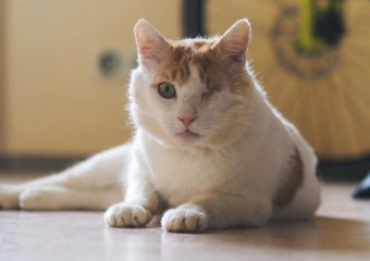 -vermittelt- Leopold (geb. ca. 2021) – ehemaliger Streuner möchte endlich ankommen