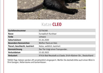 Katze Cleo seit dem 23.02.23 in Bad Neustadt/Brendlorenzen vermisst