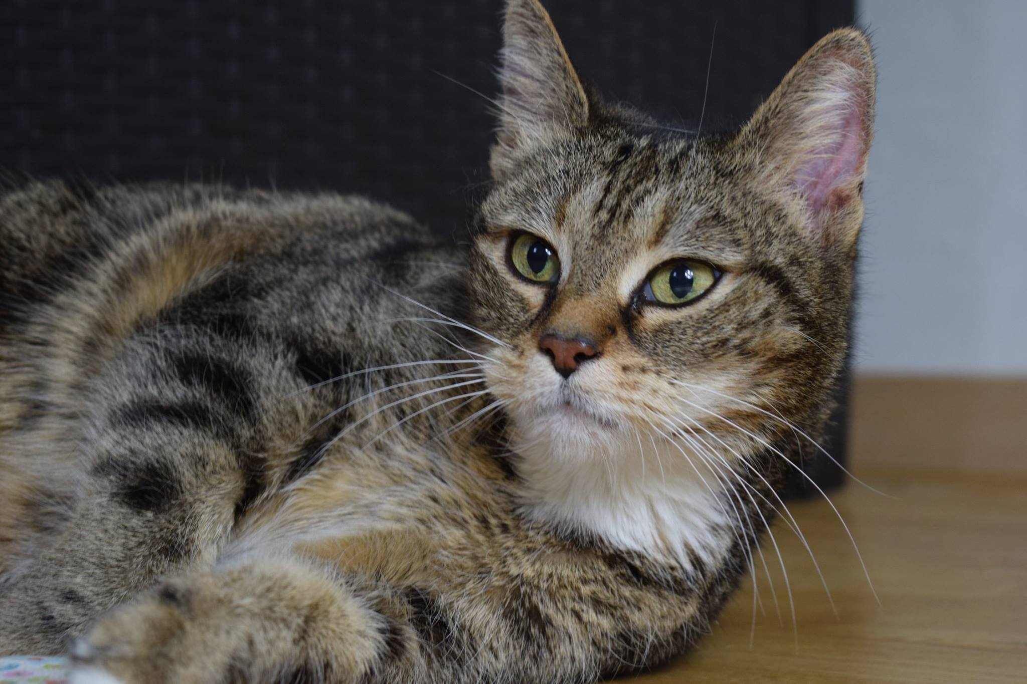 -vermittelt- Kiki (geb. 05/2008) – Einzelprinzessin sucht Streicheleinheiten