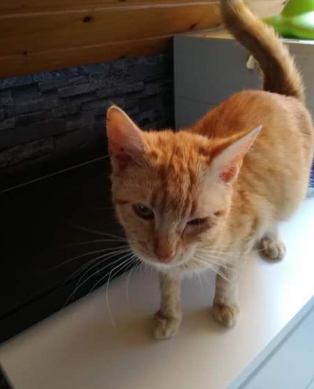 Smilla und Winnie auf Pflegestelle gezogen