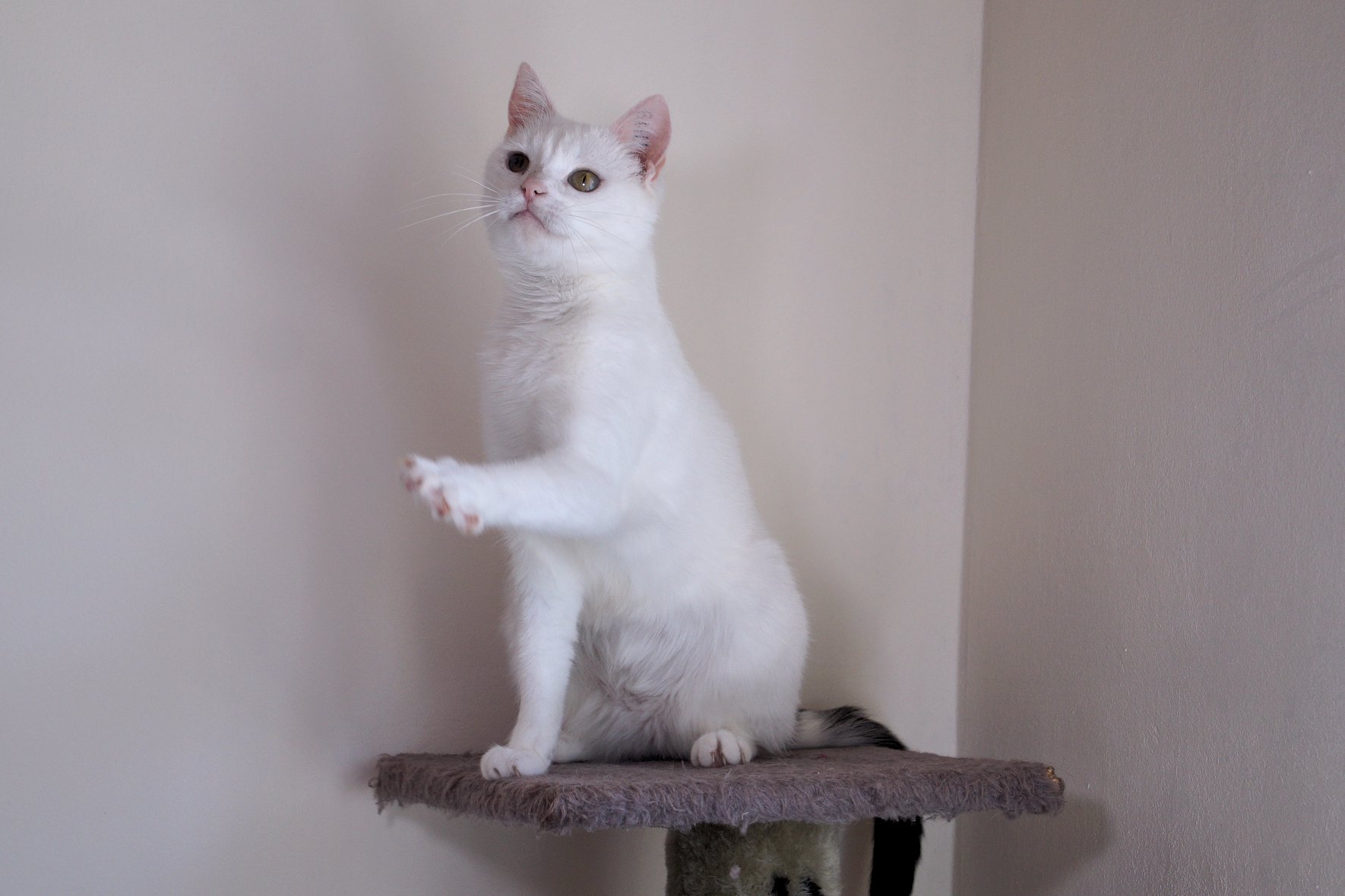 -vermittelt- Hera (geb. 2015) – Ballerina auf der Suche