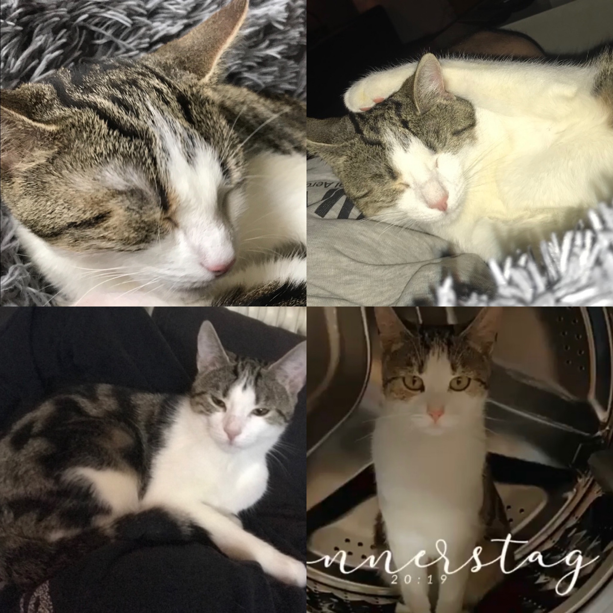 Katze Nala wird in Unterpleichfeld vermisst