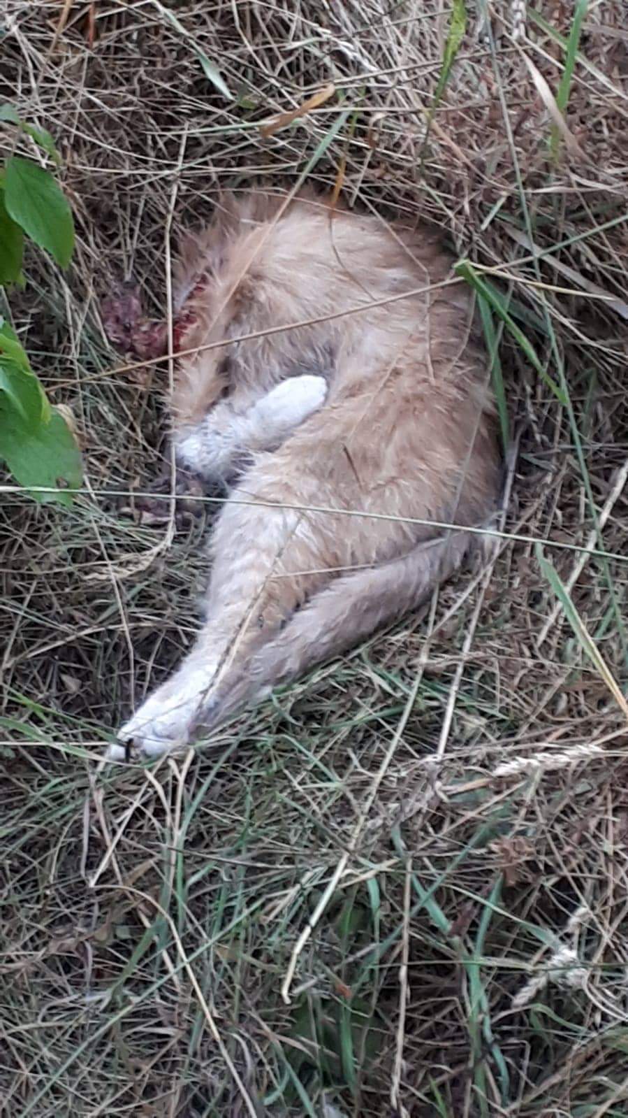 Totfund in Veitshöchheim