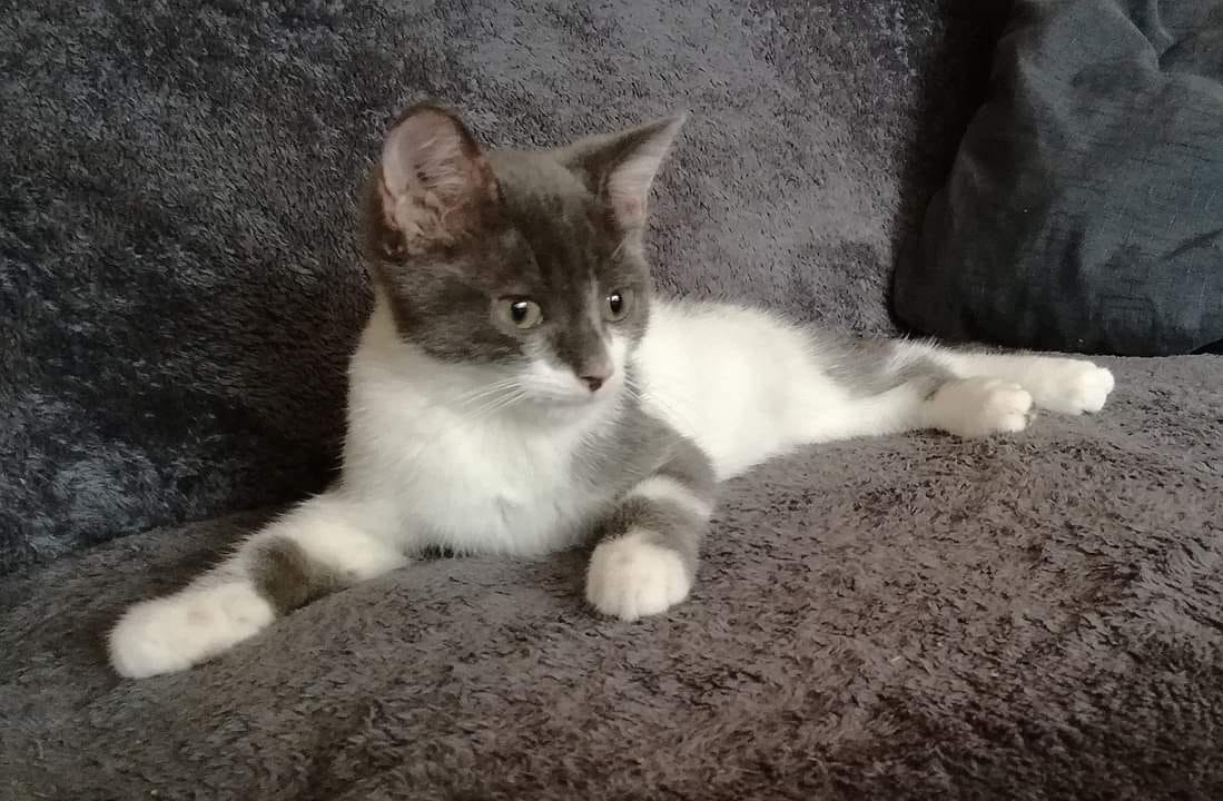 Augen auf beim Katzenkauf !