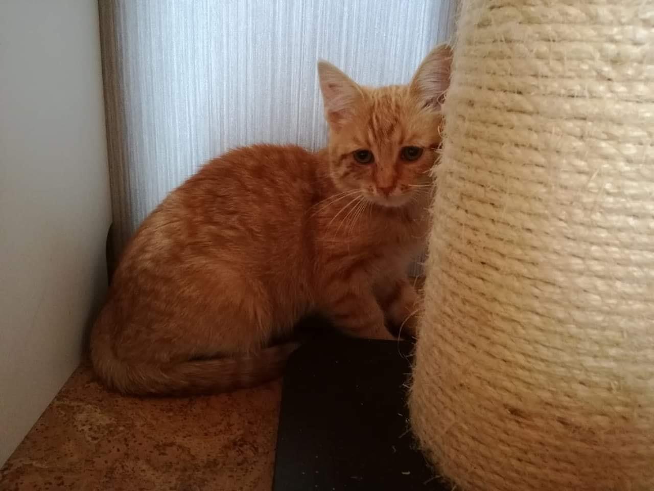 Ausgesetzte rote Katze hatte Glück und gelangte auf eine unserer Pflegestellen