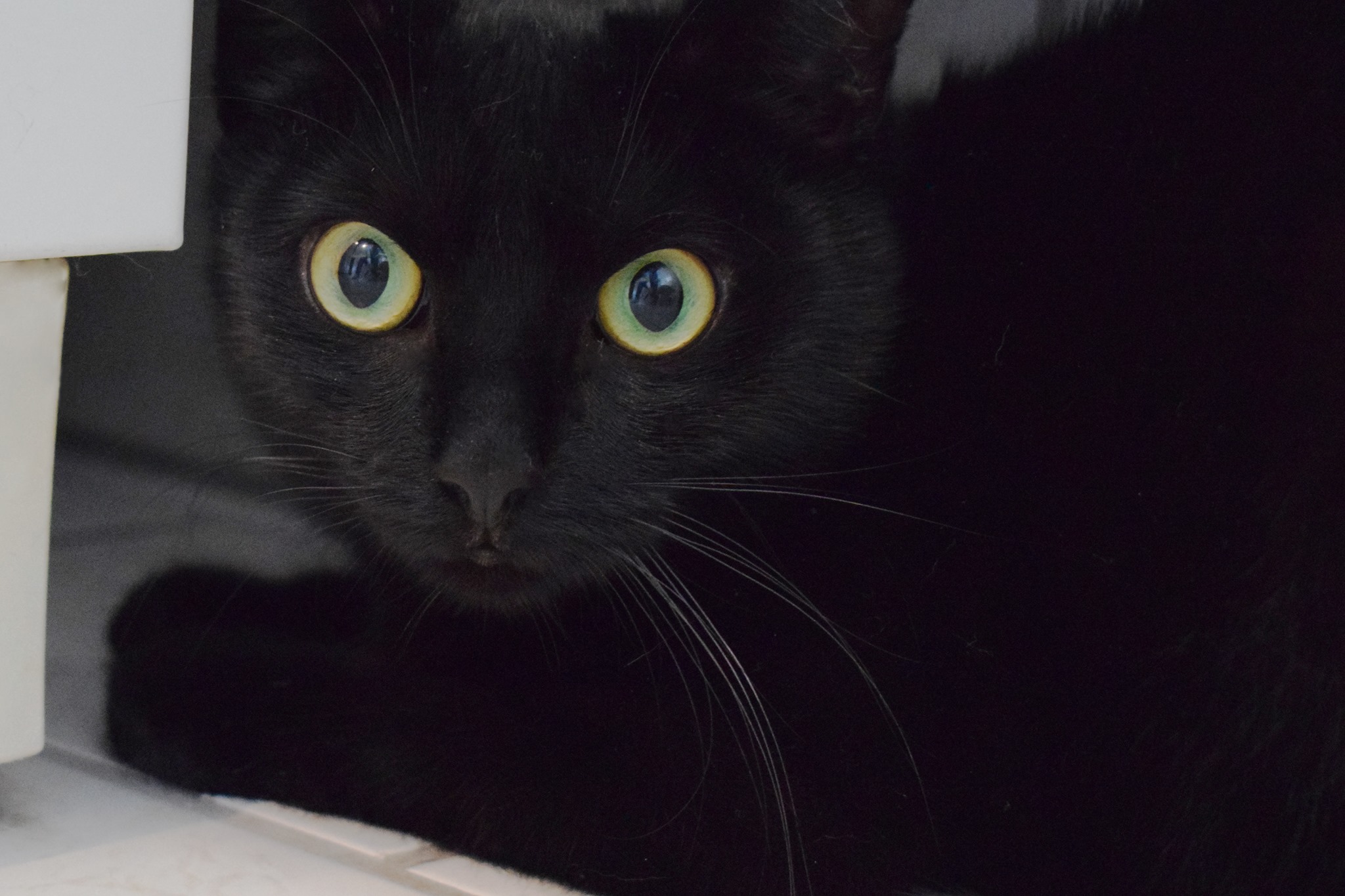 -vermittelt- Suki (geb. 2018) auf der Suche nach verständnisvollen Dosenöffnern