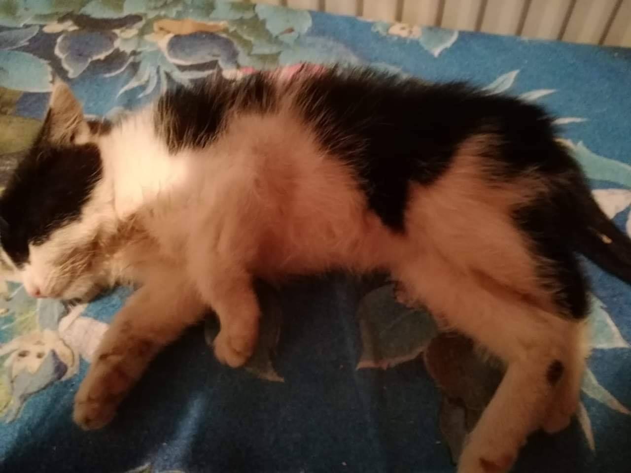 Kleines Kitten im schlechten Zustand im Gebüsch gefunden worden