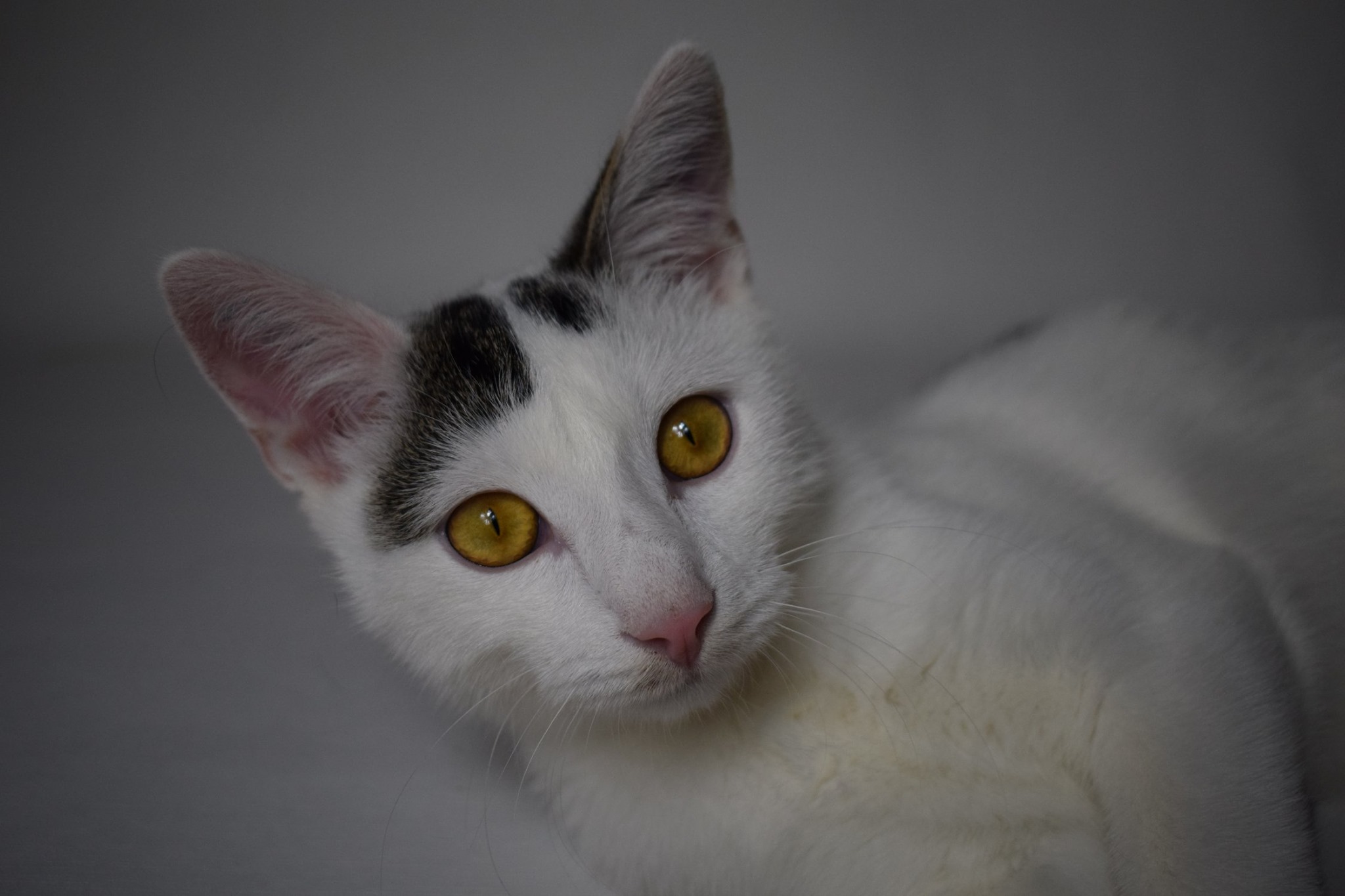 -vermittelt- Ronny (geb. Anfang April 19) – Verschmuster Katzenjunge sucht kuscheliges Heim