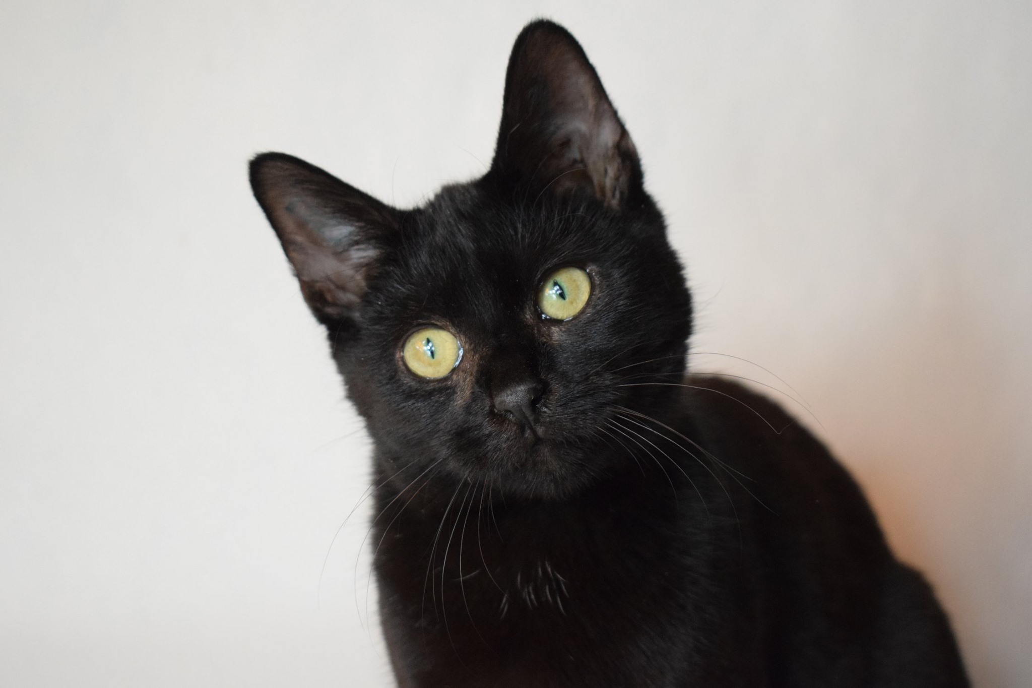 -vermittelt- Murmel (geb. 05/19) – Wirbelwind sucht neuen Wirkungskreis