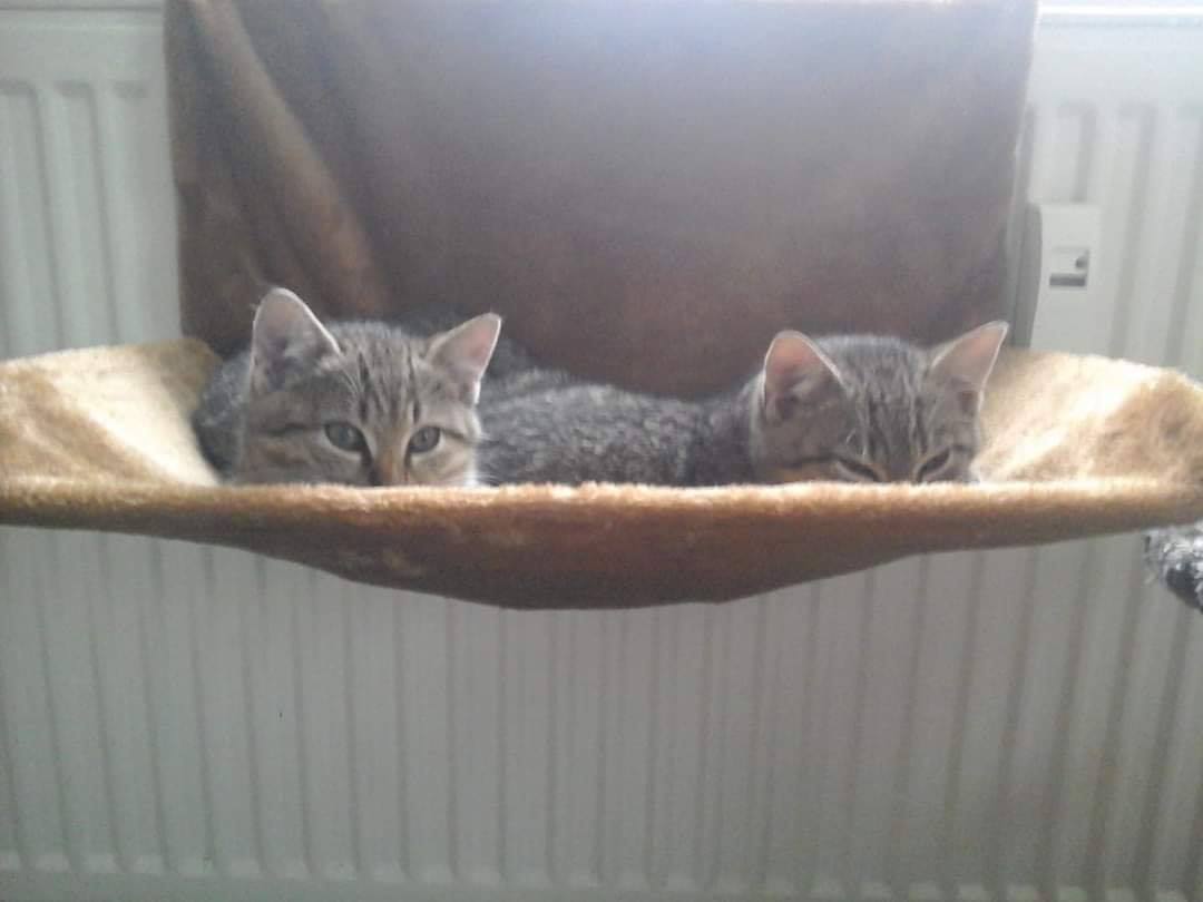 Zwei weitere Kitten auf Pflegestelle eingezogen