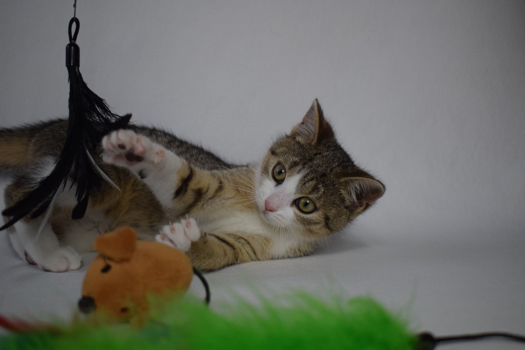 Weihnachtswünsche der Tierhilfe-Pfleglinge