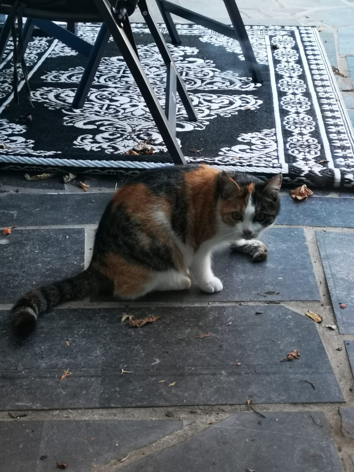 Katze in 97523 Schwanfeld vermisst