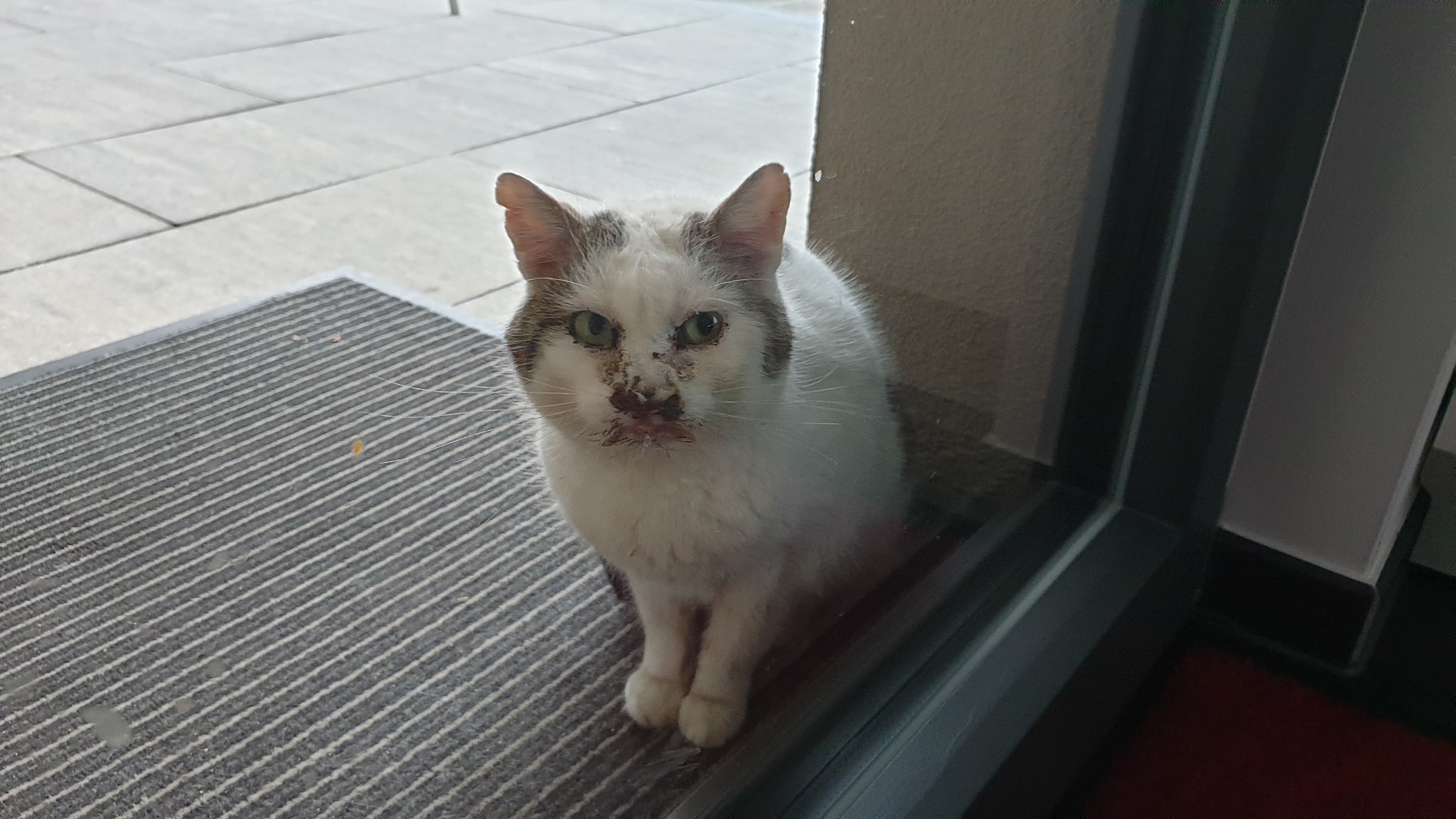 Kater im ganz schlechtem Zustand gerettet worden