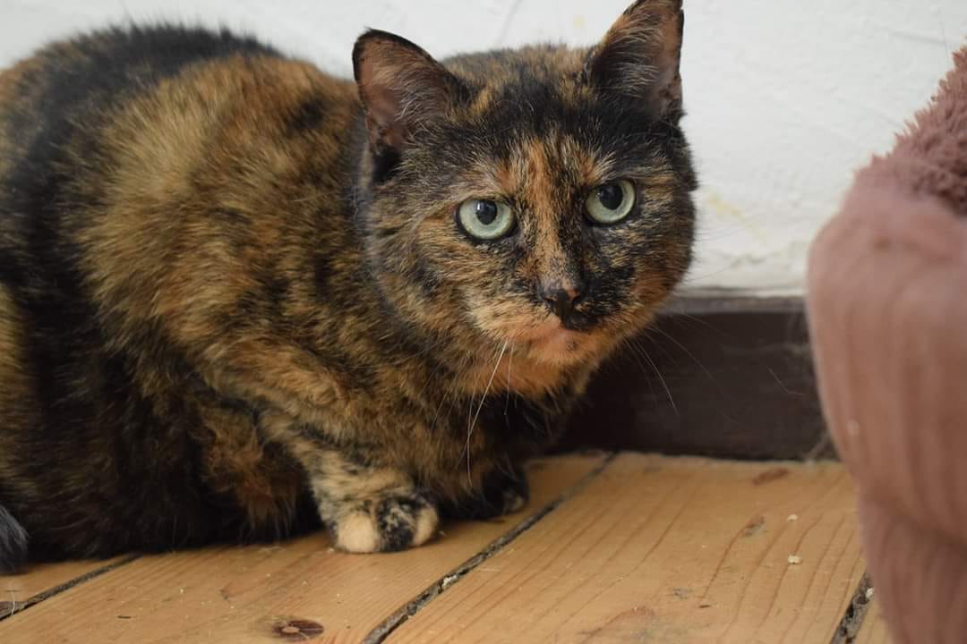 Paten für Rala gesucht